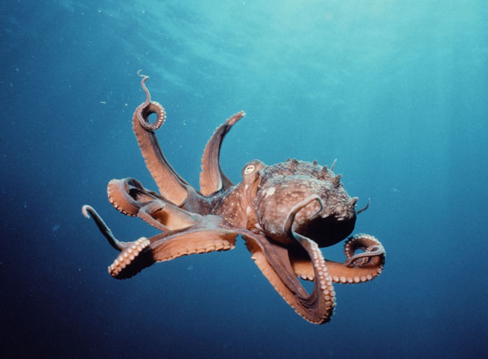 人类以外最聪明10大动物,乌鸦也能榜上有名--置顶表情